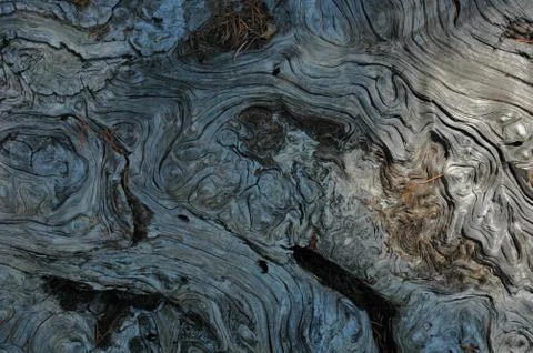Tree Whorl Stock Photos