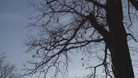 A tree whose branches are decorated with empty bottles, dolly shot Stock Footage 101682641