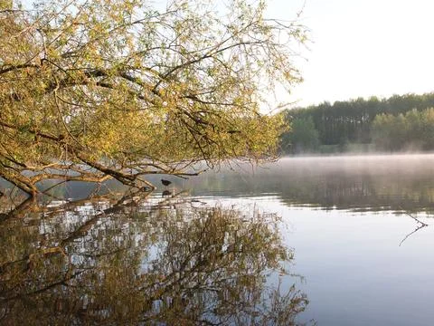 Tree whose branches stick out into the sea, under which a small bird goes 스톡 사진
