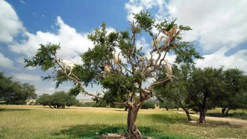 A tree whose branches were climbed by goats Stock Photos