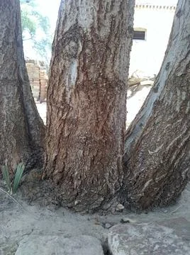A tree whose roots are spreading Stock Photos