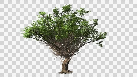 Tree with a wide crown Stock Footage 243519002