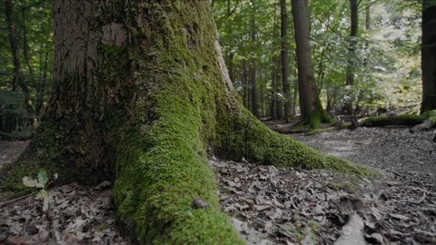 Tree wide Stock Footage 78065681