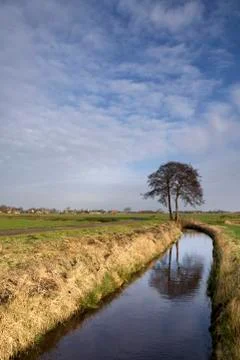Tree in a wide landscape Stock Photos