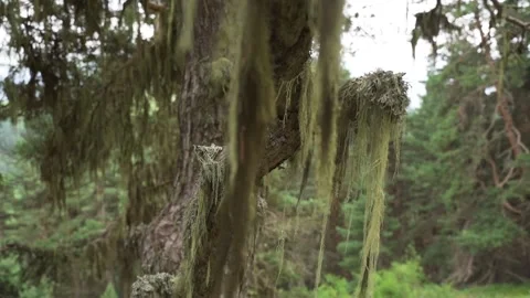 Tree in wild nature Stock Footage 141953127