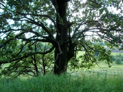 Tree will summer green grass nature Stock Photos