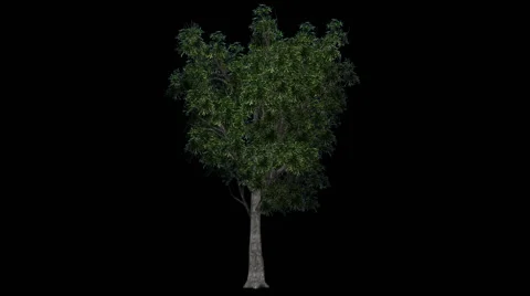 Tree - willow oak - seperated with alpha channel Video stock 40319952