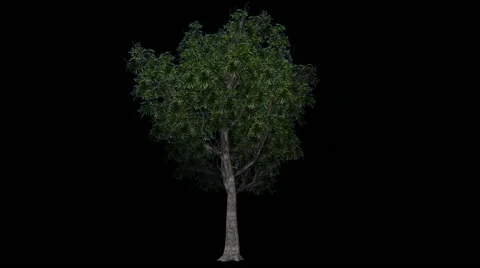 Tree - willow oak - seperated with alpha channel 库存影片 40320185