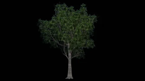 Tree - willow oak - seperated with alpha channel 스톡 동영상 40320276