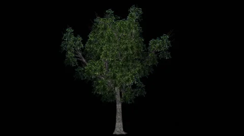 Tree - willow oak - seperated with alpha channel Vídeos de archivo 40320320