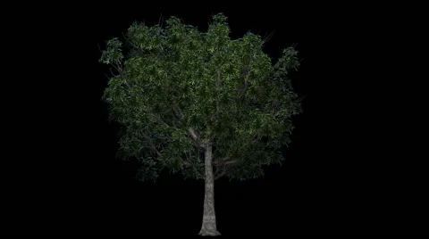 Tree - willow oak - seperated with alpha channel Vídeos de archivo 40334877