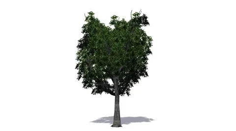 Tree - willow oak - on white background Stock Footage 40290771