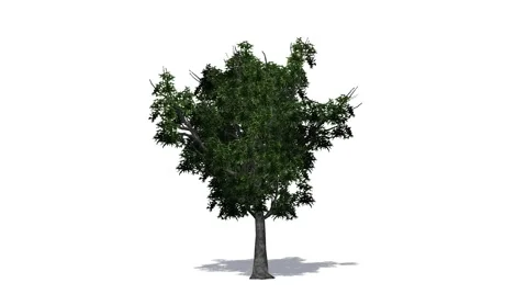 Tree - willow oak - on white background Video stock 40293499
