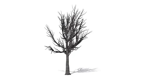 Tree - Willow Oak winter - separated on white background Stock Footage 40344325
