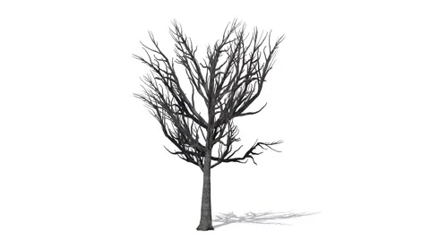 Tree - Willow Oak winter - separated on white background Stock Footage 40344362