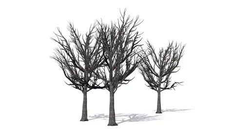 Tree - Willow Oak winter - separated on white background Stock Footage 40344474