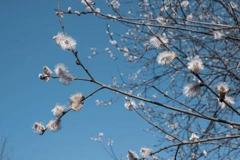 Tree, willow opened its buds for easter Stock Photos