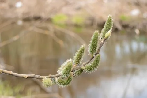 Tree willow in spring forest blooms above river water Stock Photos
