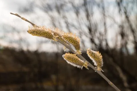 Tree willow in spring forest blooms. Flowering tree in spring Stock Photos