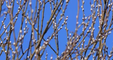 Tree Willow in spring in slow motion Video stock 267087719