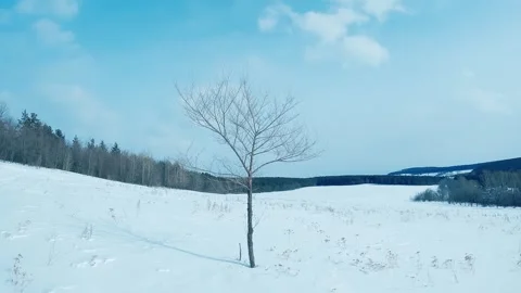 Tree in the wind 2 Stock Footage 297863560
