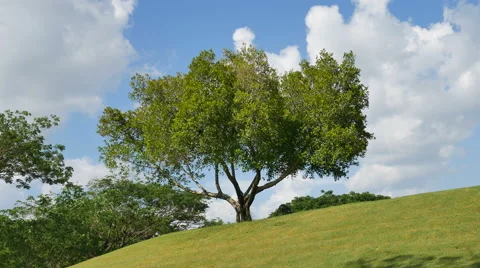 The tree with the wind against a background of sky and clouds 4K Stock Footage 68797653
