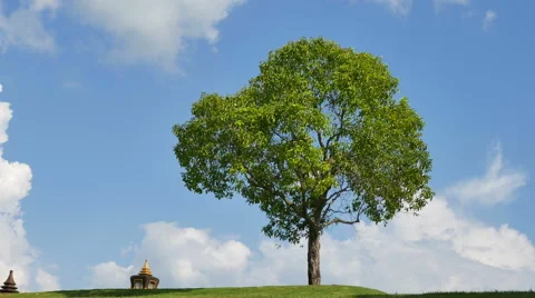 The tree with the wind against a background of sky and clouds 4K Stock Footage 68799342