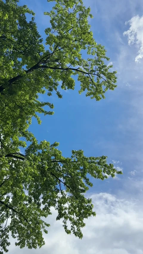 Tree in the wind against sky, vertical video. Stock Footage 341551997