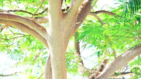 Tree in the wind on a background of blue sky. Slow motion Stock Footage 82869554