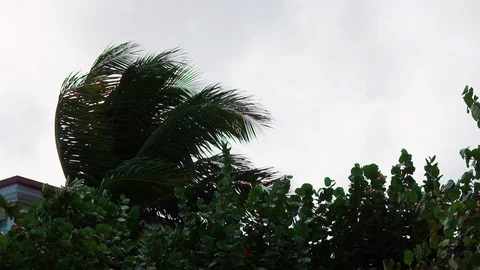 Tree in Wind Bahamas Stock Footage 107927452