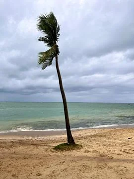 Tree in the wind on a beach Stock Photos