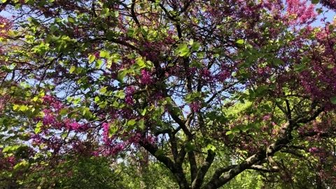 Tree Wind Dance Video stock 151699523