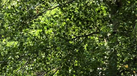 A tree in wind (detail) Stock Footage 8570674