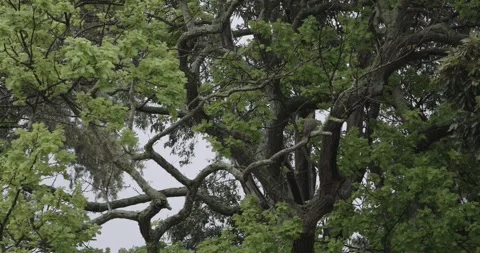 Tree in the wind with dove bird flying away Stock Footage 251748721