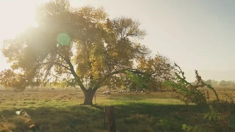 Tree Wind Farm 02 Stock Footage 82274049