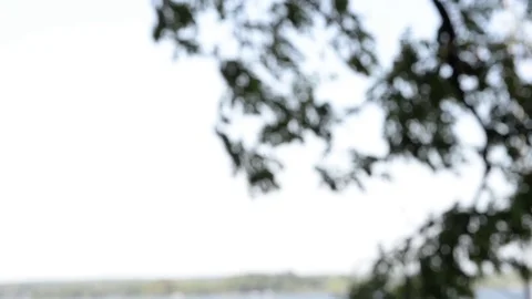 Tree in wind with focus pull Stock Footage 79790616