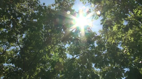 Tree in the wind Stock Footage 8693512