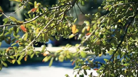 Tree In Wind 스톡 동영상 8973431