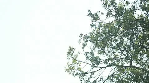Tree in the wind Stock Footage 9406041