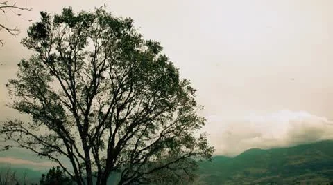 Tree in the wind Video stock 10756355