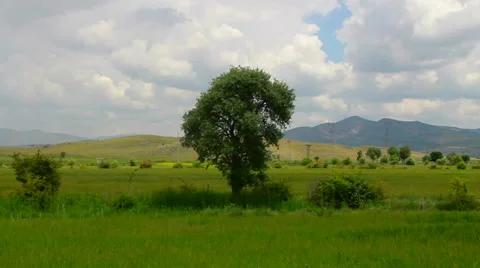 Tree wind  Stock Footage 64014035