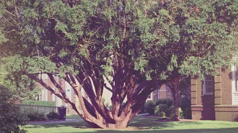 Tree In The Wind Stockbeeldmateriaal 65425224