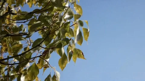 Tree wind Video stock 88605751