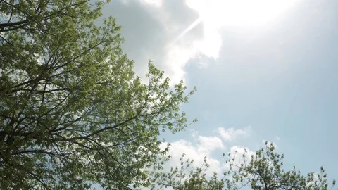 Tree On The Wind Stock Footage 106886205