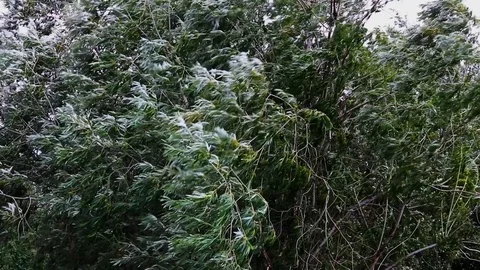 A tree in the wind. Stock Footage 115060791