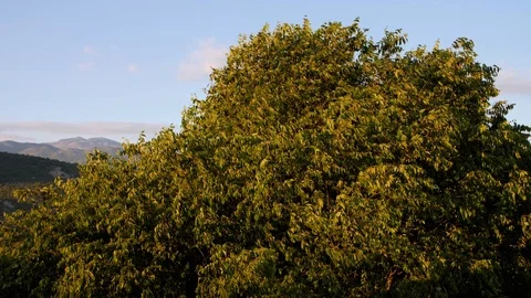 Tree in the wind Stock Footage 119395045