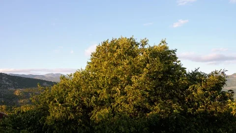 Tree in the wind Stock Footage 119395246