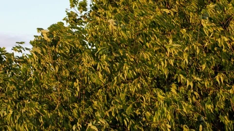 Tree in the wind Stock Footage 119396757