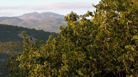 Tree in the wind Stock Footage 119400619