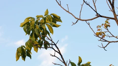 Tree in the wind Stock Footage 119400808